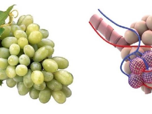 Ali podobnost res zdravi?